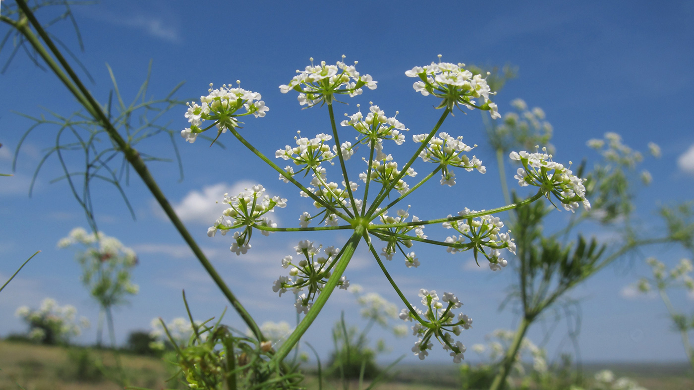 Image of Chaerophyllum bulbosum specimen.