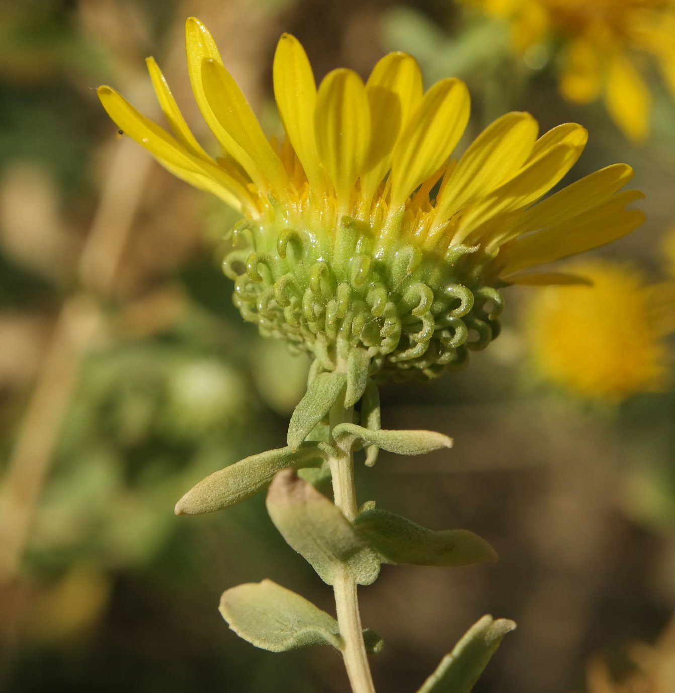 Изображение особи Grindelia squarrosa.