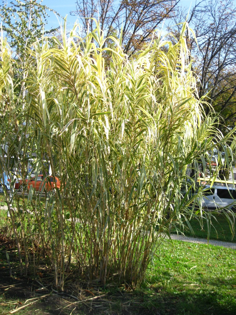 Image of Arundo donax specimen.