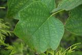 Смотреть изображение Liriodendron tulipifera