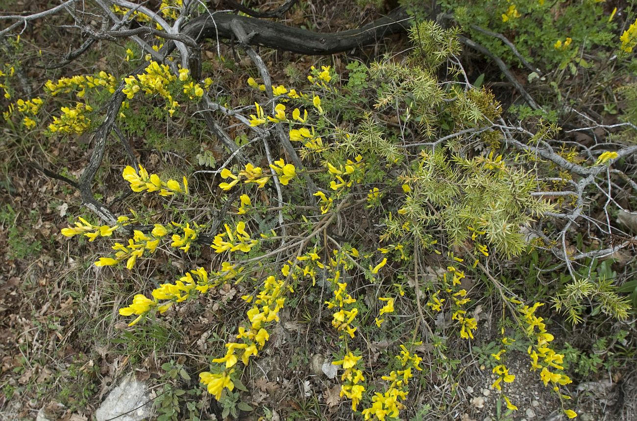 Image of Chamaecytisus ruthenicus specimen.