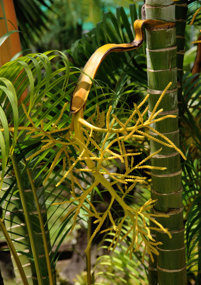 Image of Dypsis lutescens specimen.