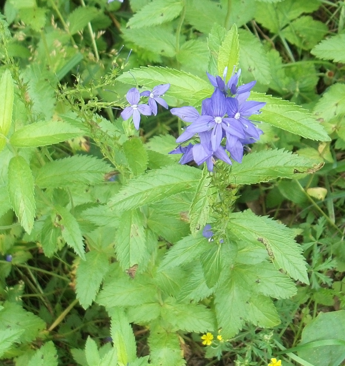 Image of Veronica teucrium specimen.