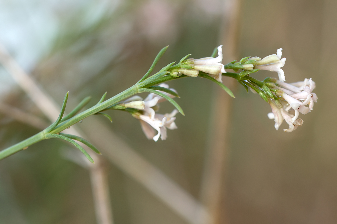 Изображение особи Asperula graveolens.