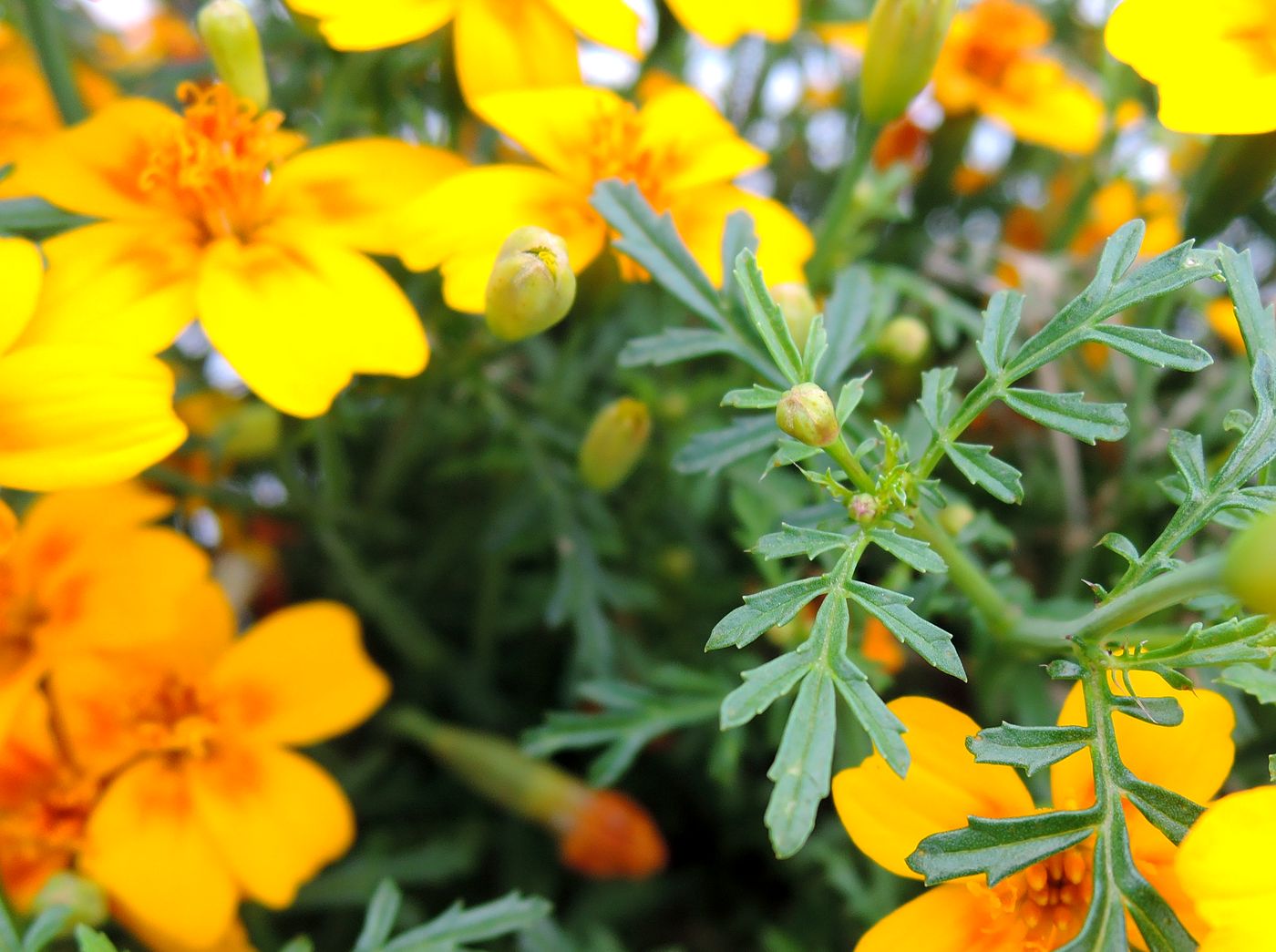 Image of Tagetes tenuifolia specimen.