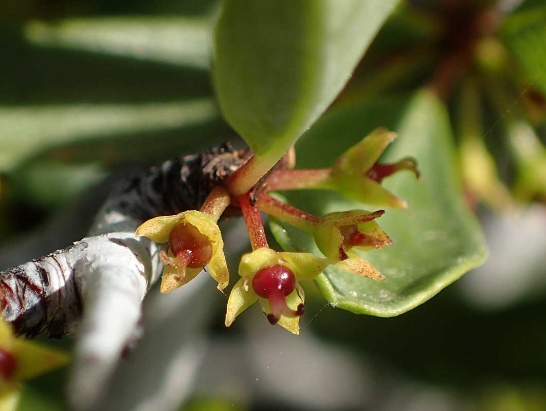 Image of Rhamnus lycioides ssp. oleoides specimen.