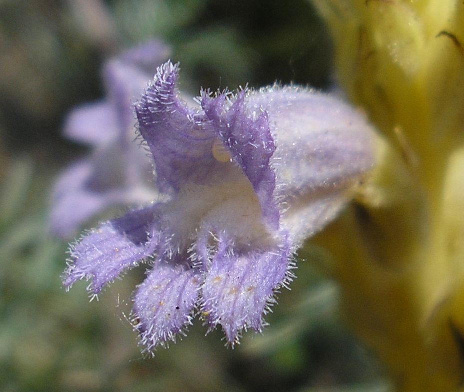 Image of Phelipanche arenaria specimen.