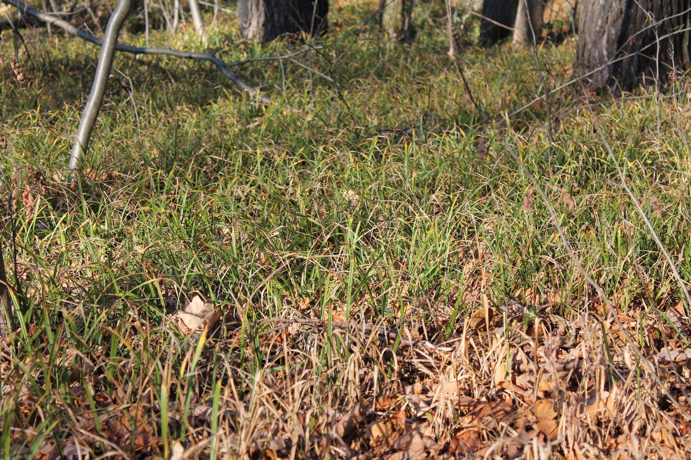 Image of Carex pilosa specimen.