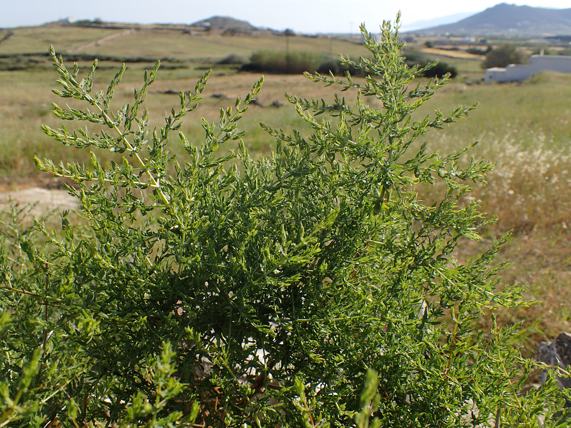 Image of Hypericum triquetrifolium specimen.