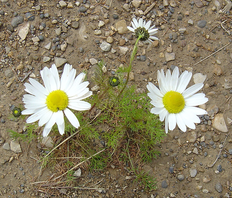 Image of genus Tripleurospermum specimen.