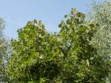 Tilia × europaea. Часть кроны плодоносящего дерева. Беларусь, г. Витебск, парк Победителей, выставка военной техники (около Т-34), в культуре. 14.08.2018.