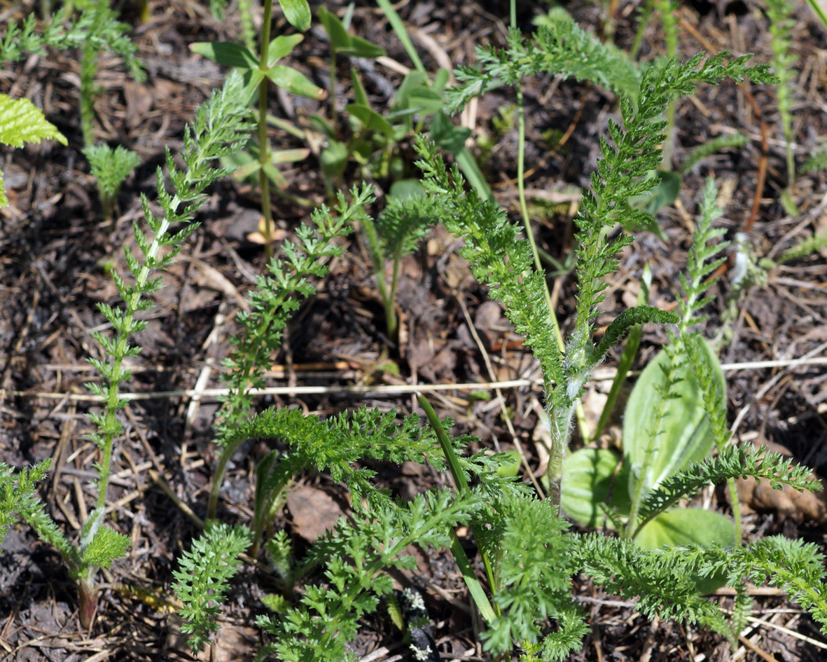 Image of Achillea millefolium specimen.