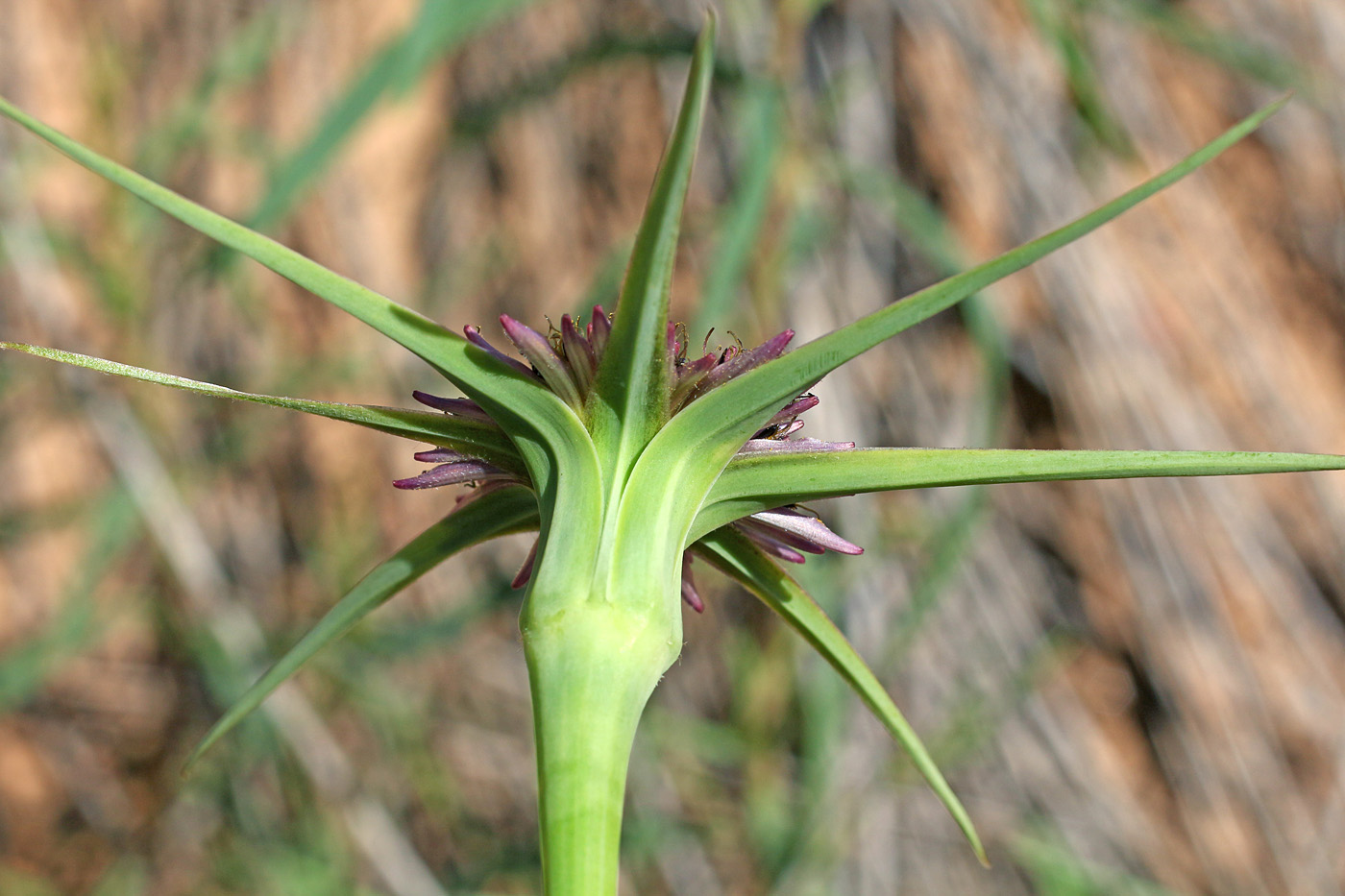 Изображение особи Tragopogon krascheninnikovii.