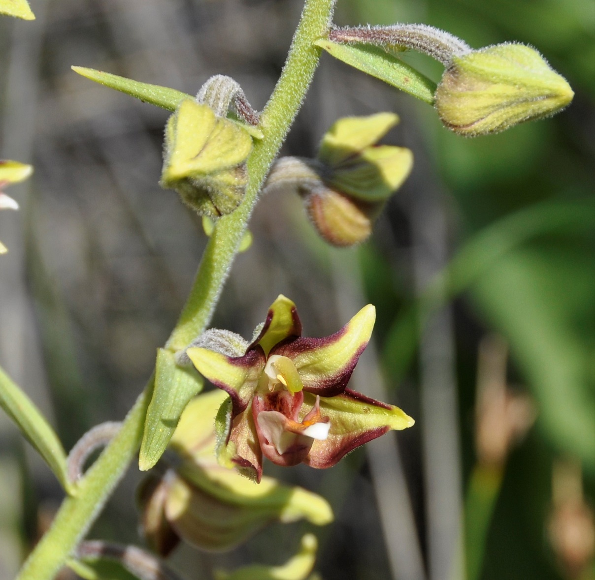 Изображение особи Epipactis veratrifolia.