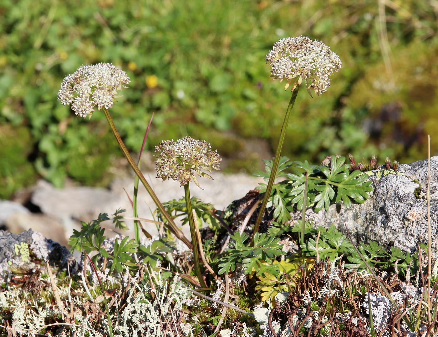 Изображение особи Pachypleurum alpinum.