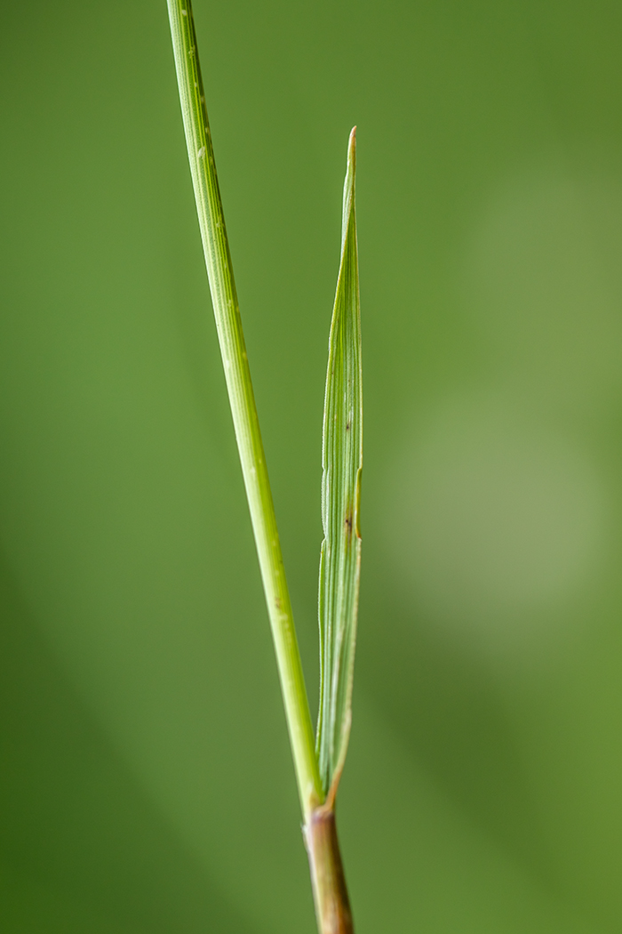 Image of genus Poa specimen.