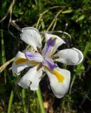 Dietes grandiflora