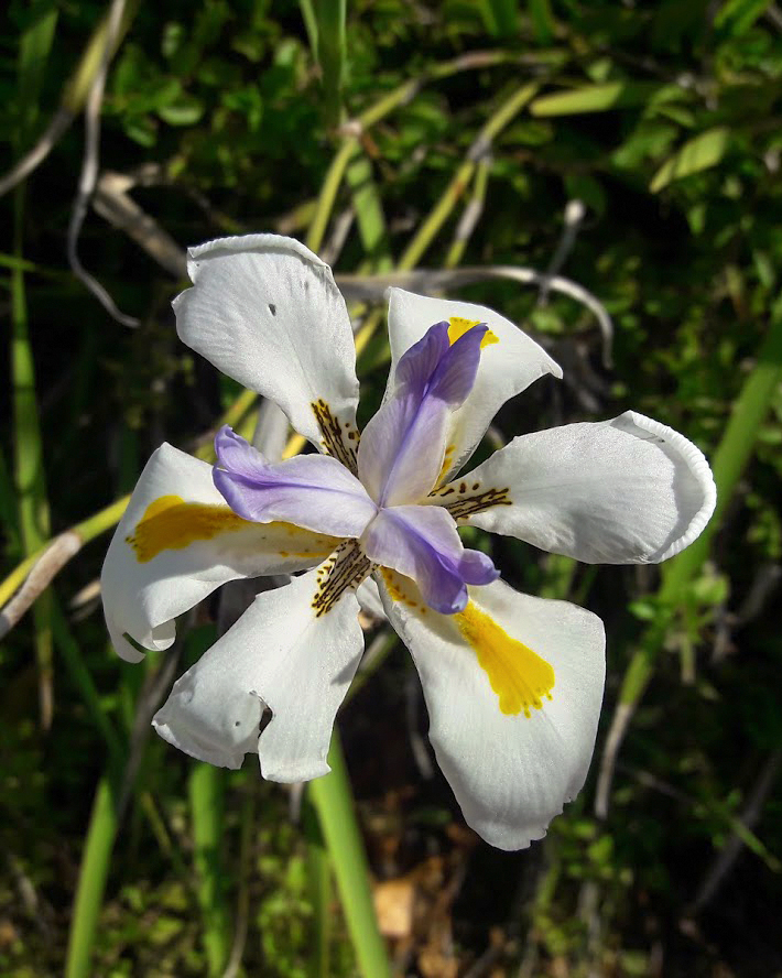 Image of Dietes grandiflora specimen.