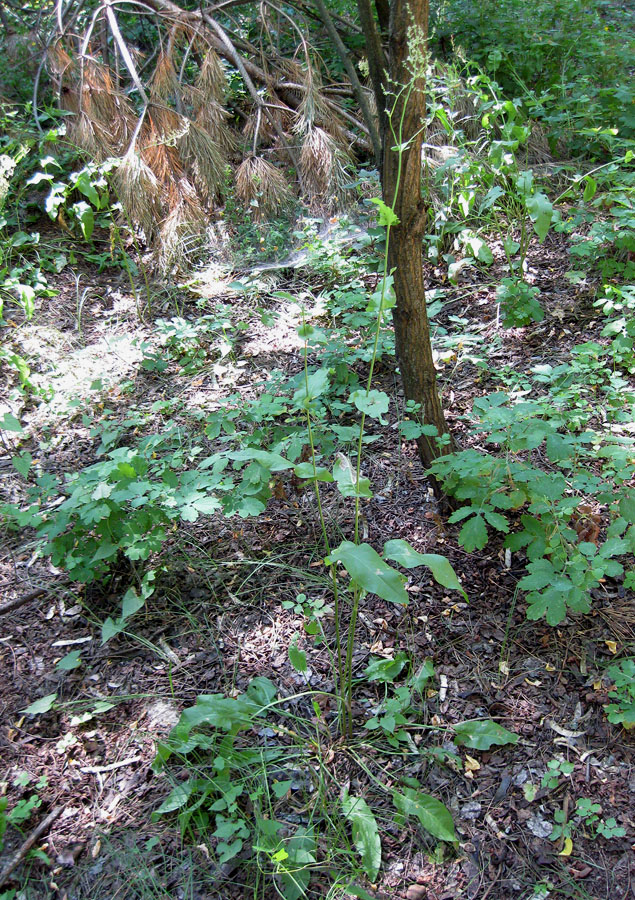 Image of Rumex thyrsiflorus specimen.