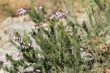 Erica multiflora. Цветущие растения. Испания, автономное сообщество Каталония, провинция Жирона, комарка Ла-Гарроча, муниципалитет Салес-де-Льерка, разреженый дубовый лес. 29.09.2019.