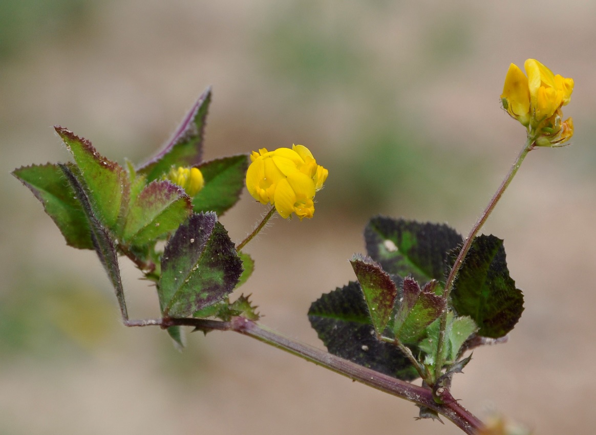 Image of genus Medicago specimen.