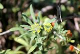 Alyssum turkestanicum variety desertorum. Верхушки цветущих растений. Казахстан, Туркестанская обл., долина р. Жабаглы, ≈ 1300 м н.у.м., на сухом каменистом южном склоне. 22 апреля 2020 г.