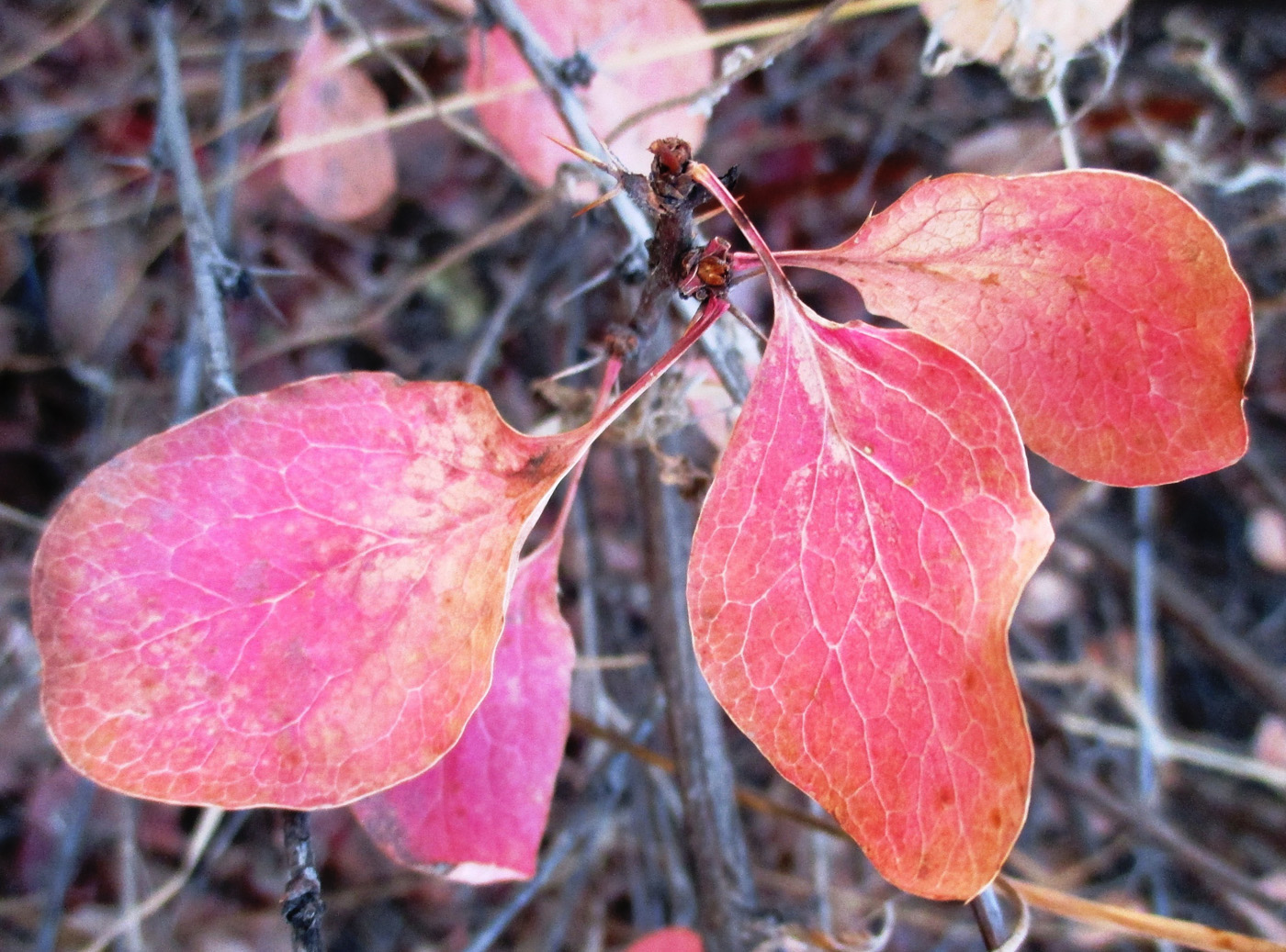 Image of Berberis sphaerocarpa specimen.