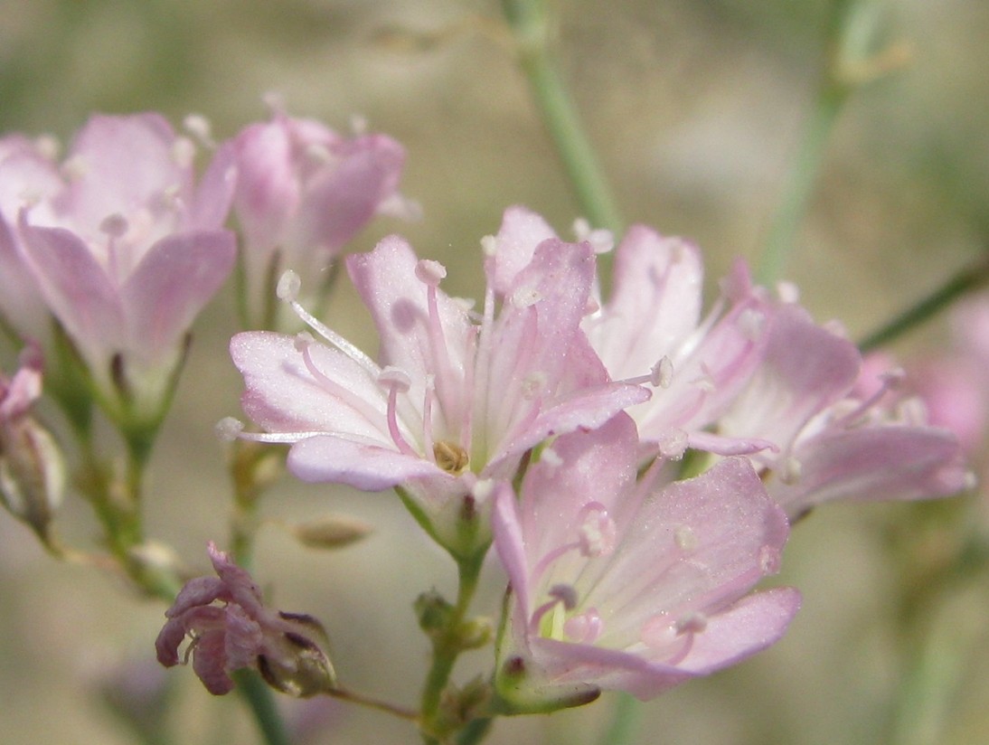 Image of Gypsophila rupestris specimen.