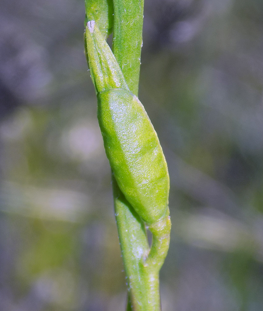 Image of Eruca sativa specimen.