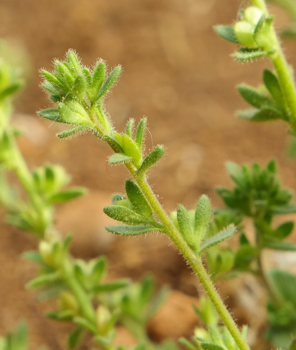 Image of Veronica verna specimen.