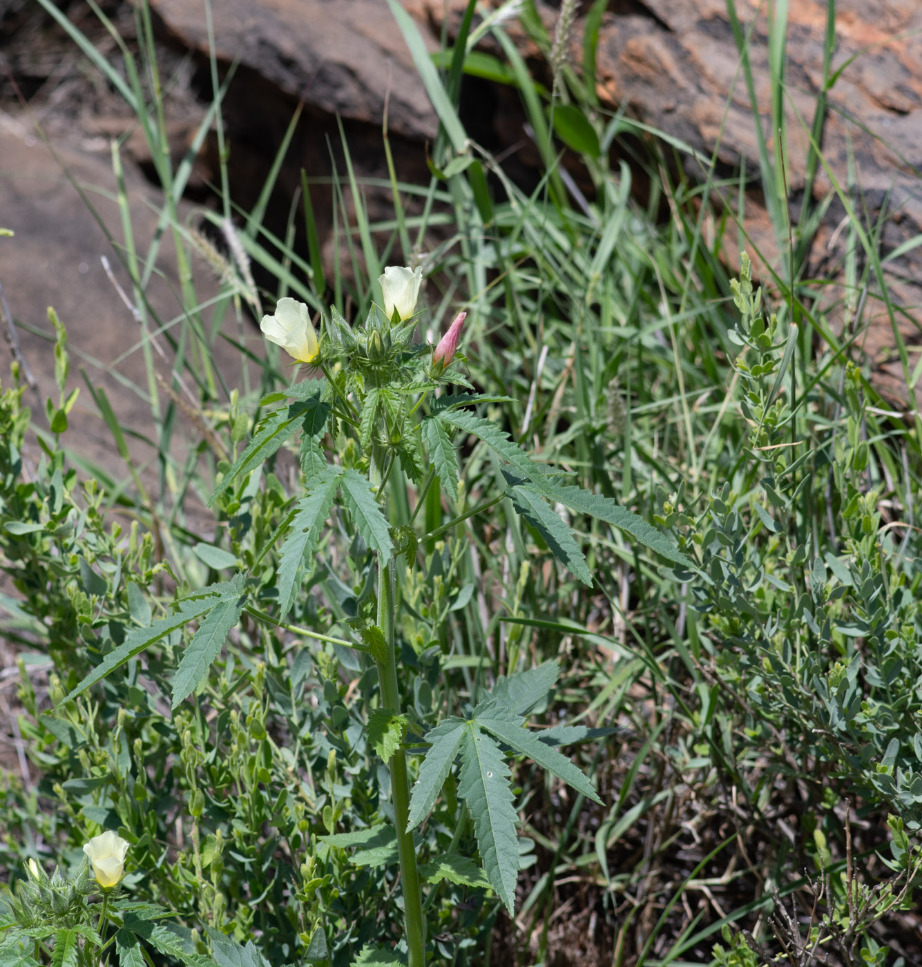 Image of Hibiscus fleckii specimen.