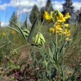 Lathyrus pratensis. Верхушка растения с соцветиями. Свердловская обл., окр. г. Североуральск, известняковая скала, южная сторона. 26.06.2010.