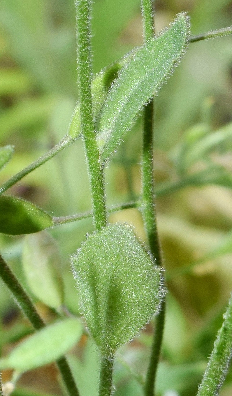 Image of Draba huetii specimen.