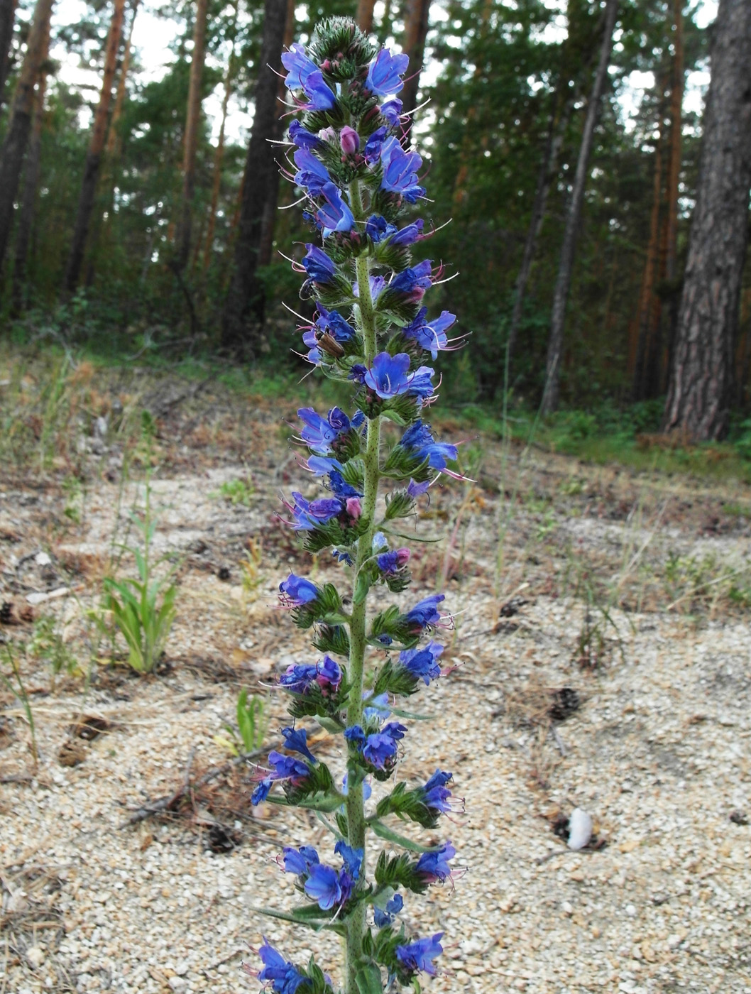 Изображение особи Echium vulgare.