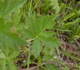 genus Potentilla. Стеблевой лист. Тверская обл., Весьегонский р-н, с. Чистая Дуброва, низкотравный луг. 11 июня 2020 г.