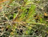 Pinus halepensis. Верхушка веточки. Франция, Средиземное море, Леринские о-ва, о-в Св. Маргариты (Sainte-Marguerite). Июль.