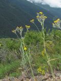 Pilosella echioides. Верхушки побегов с соцветиями. Кабардино-Балкария, Эльбрусский р-н, окр. с. Нейтрино, ок. 1850 м н.у.м., каменистый склон. 09.07.2020.