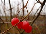 Viburnum opulus. Зрелые плоды. Нижегородская обл., ст. Юморга, оз. Старая Пьяна. 23 октября 2008 г.