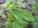 Corydalis marschalliana