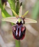 Ophrys mammosa