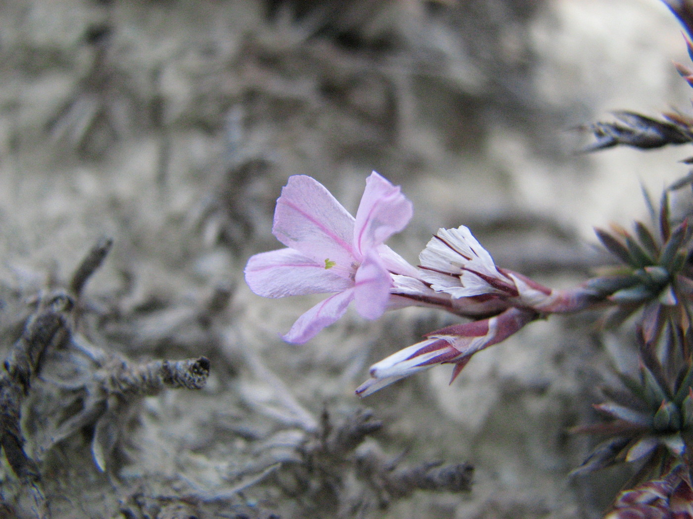 Image of Acantholimon schemachense specimen.