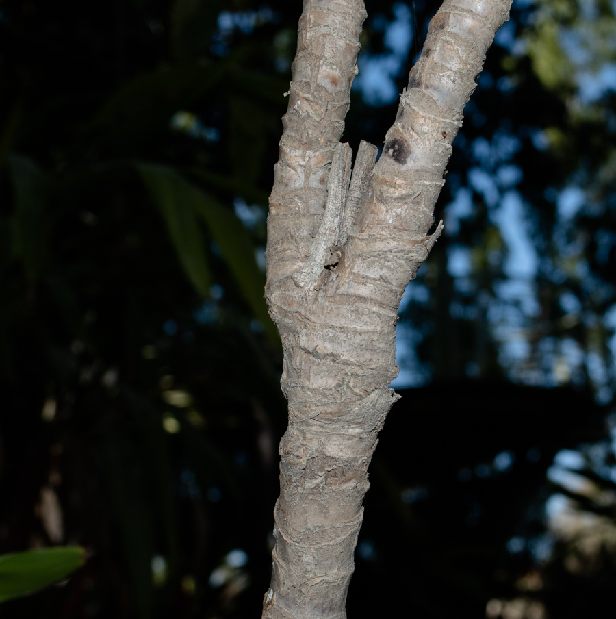 Image of Cordyline petiolaris specimen.