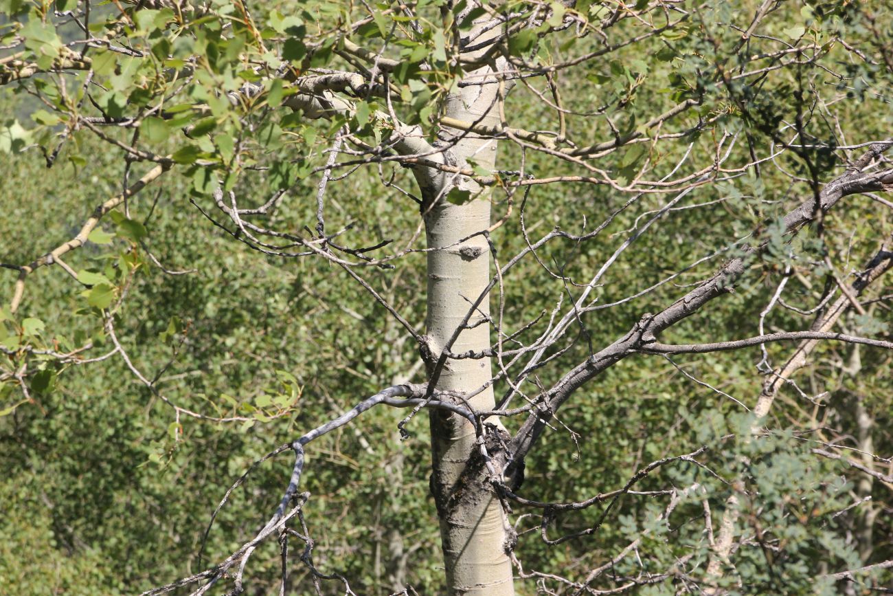 Изображение особи Populus tremula.