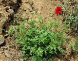 genus Papaver. Цветущее растение. Азербайджан, Масаллинский р-н, на обрыве у шоссе в зоне гирканского леса. 14.04.2010.