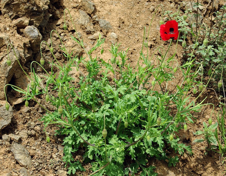 Изображение особи род Papaver.