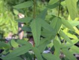 Desmodium canadense