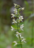 Platanthera chlorantha. Соцветие. Республика Северная Осетия-Алания, Ирафский р-н, Большой Кавказ, левый склон долины р. Караугомдон, ≈ 1760 м н.у.м., сосново-берёзовый лес. 08.07.2021.