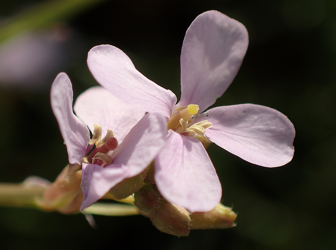 Изображение особи Erucaria hispanica.