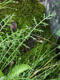 Achillea apiculata