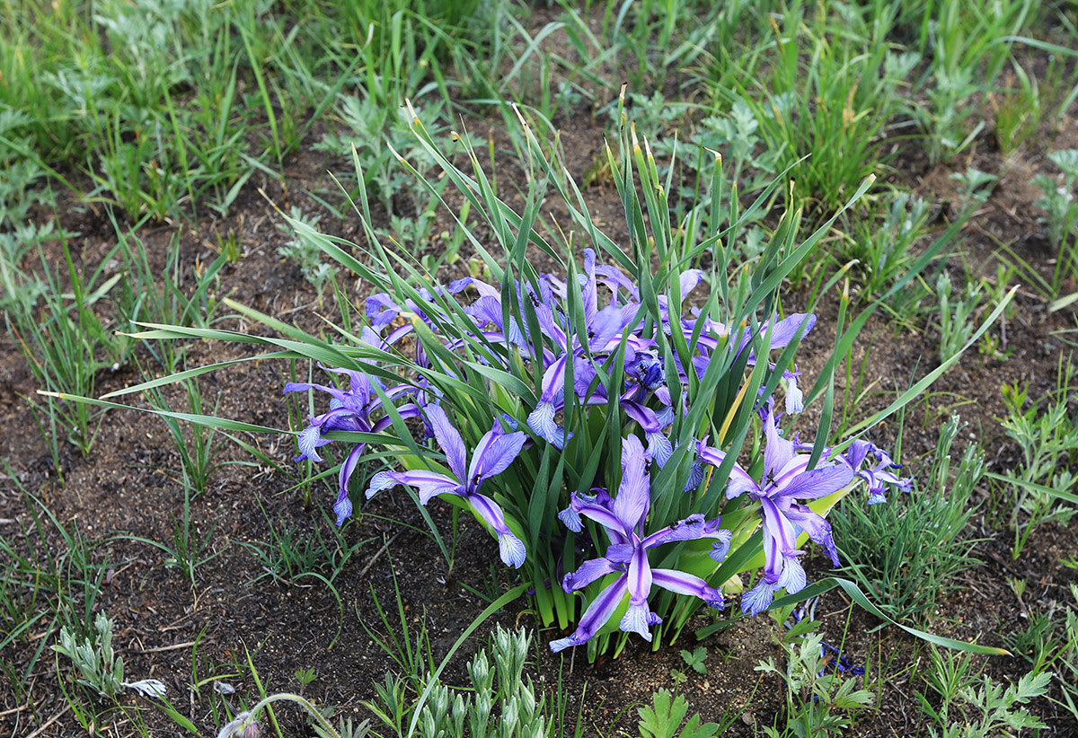 Image of Iris ventricosa specimen.